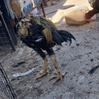 خروس|پرنده|تربت جام, بوستان وحدت|دیوار