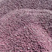 فروش لوبیا قرمز یاقوطی درجه یک کشت امسال