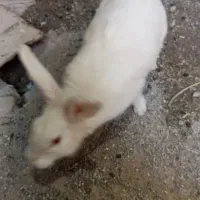 خرگوش