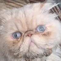 گربه هیمالین نر عقیم نشده