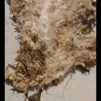 پشم گوسفند مال امسال