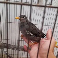 مینا|پرنده|رباطکریم, رباطکریم|دیوار