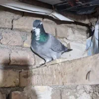 جوانه نر ابلغ آلمانی و جوجه شازده سیاه کاکل