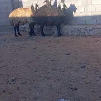 خریدار واقعی زنگ بزنه