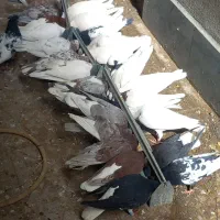 کفتر سالم سرحال