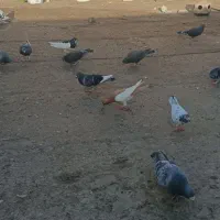 کبوتر پلاکی