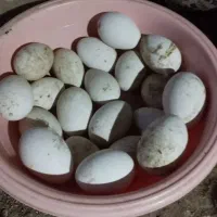 تخم غاز نطفه دار