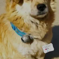 توله پاکوتاه|سگ|کنگاور, |دیوار