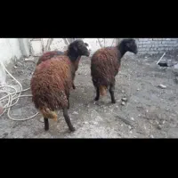 بره ماده افشاری|حیوانات مزرعه|بروجرد, |دیوار