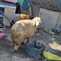 یک جفت کاوه قوچ بختیاری جوان جوان