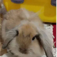 خرگوش|موش و خرگوش|کیار, |دیوار