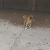 توله شهر کوردی