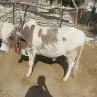 گاو نر دو ساله