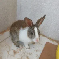 خرگوش بامزه