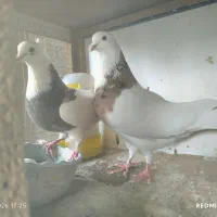 کفتر یا کبوتر