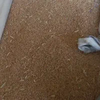 بذرگندم آبی پیشگام
