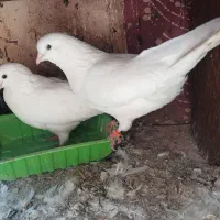 کبوتر
