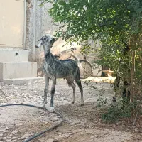 کهره نر|حیوانات مزرعه|شبانکاره, |دیوار