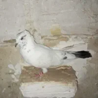 کفتر|پرنده|چهارباغ, |دیوار