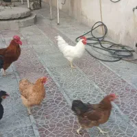 هشت عدد مرغ و خروس