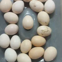 تخم مرغ لاری اصل