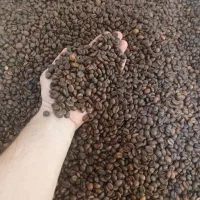 پخش عمده دان قهوه