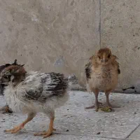 ۲۲ جوجه رسمی + ۴ اردک . فقط یکجا