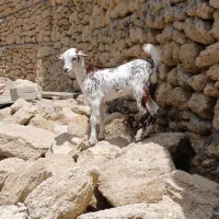 بز بابچه ماده