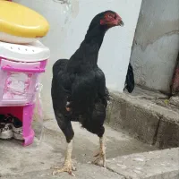 مرغ لاری اصیل