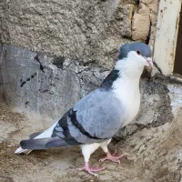 یجفت دمگیر گلین یلایی با جوجه|پرنده|اصفهان, قهجاورستان|دیوار