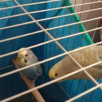 مرغ عشق|پرنده|پاکدشت, پاکدشت (مامازند)|دیوار