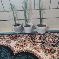 گل طبیعی|گل و گیاه طبیعی|یاسوج, |دیوار