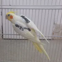 عروس هلندی نر دستی دوکت لوتینو  خالص اماده