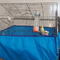 قناری نروماده|پرنده|بروجرد, |دیوار