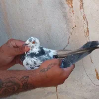 کبوتر پرشی|پرنده|سمنان, |دیوار