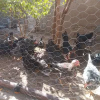 مرغ وخروس محلی|حیوانات مزرعه|فسا, |دیوار