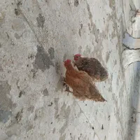 مرغ خانگی|حیوانات مزرعه|اسلامشهر, شهرک توحید|دیوار