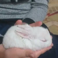 خرگوش کوچیک همه رنگ موجوده
