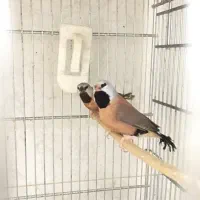 فنچ پارسون ۰زبراانگلیسی هاف ارورنج