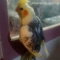 2 تا جوجه دستی چشم شرابی