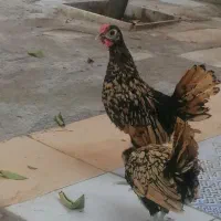 جوجه سبرایت|حیوانات مزرعه|نگین شهر, |دیوار