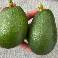 آووکادو قیمت مناسب