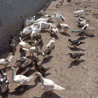 نیمچه اوردک اسرایئلی|حیوانات مزرعه|رشت, حومه رشت|دیوار