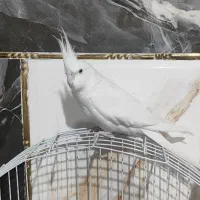 عروس هلندی نر