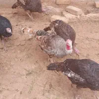 فروش بوقلمون جوان