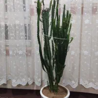 به فروش می‌رسد