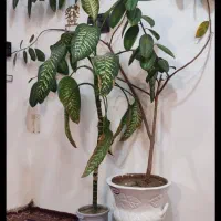 گل های فیکوس وصد خال