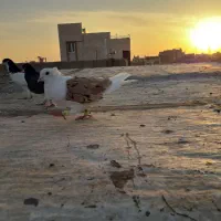 پشت دار نر|پرنده|تاکستان, |دیوار