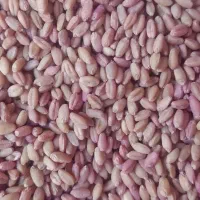 گندم کوهدشت