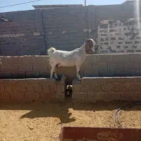 بز پاکستانی آبستن
